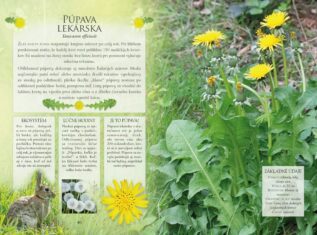 Ukázka