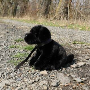 Plyšový labrador černý 25 cm ECO-FRIENDLY
