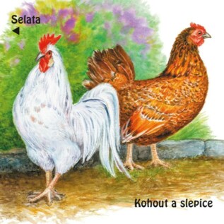 Ukázka