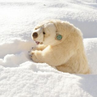 Plyšový lední medvěd sedící 43 cm ECO-FRIENDLY