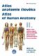 Atlas anatomie člověka II. - Hlava a krk, vnitřní orgány, neuroanatomie / Atlas of Human Anatomy II.