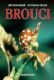 Brouci