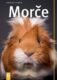 Morče